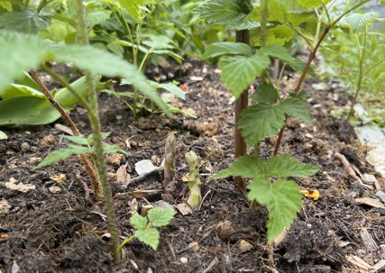 Grünspargel